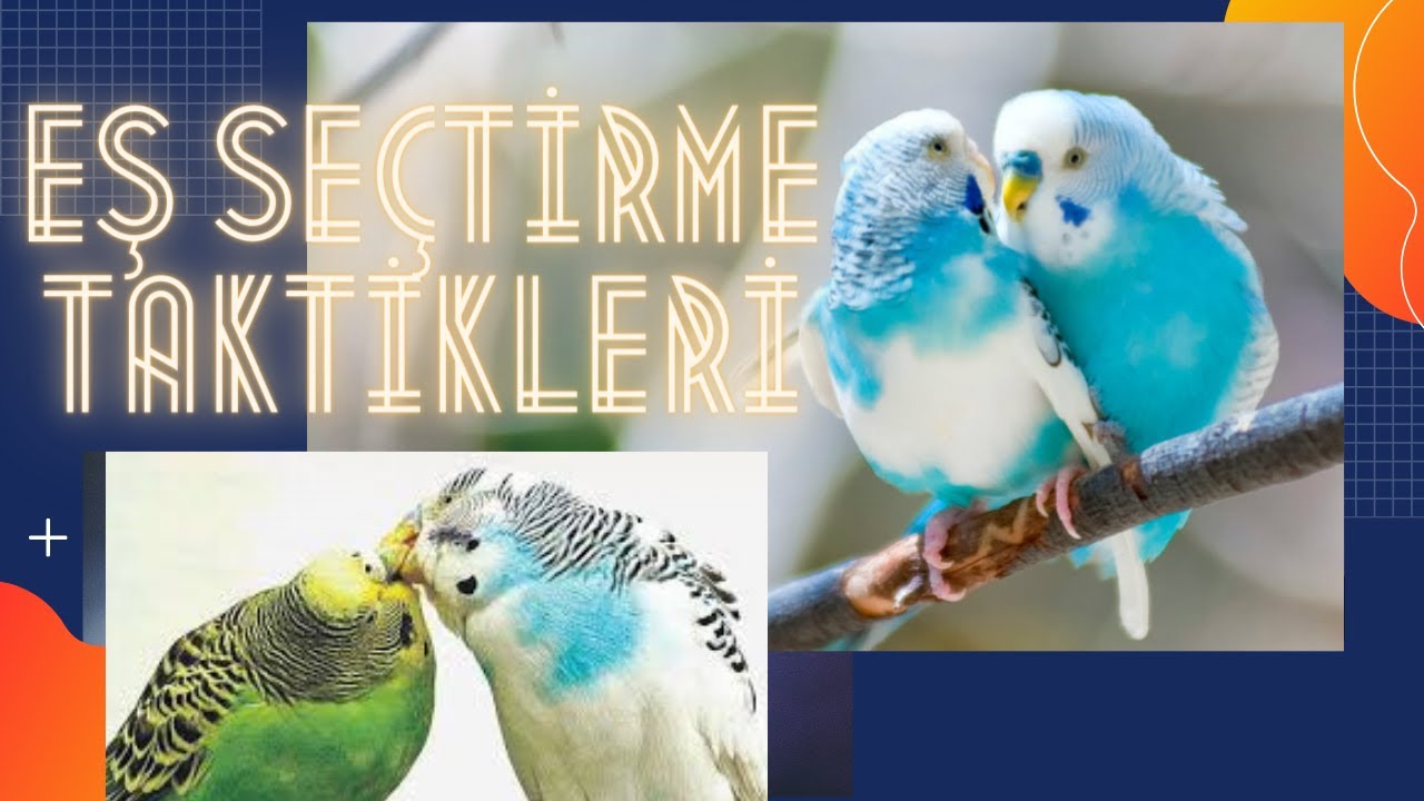 ÜRETİMHANEDE KUŞLARI EŞE ATTIK  - KOLAY EŞ TUTMA TAKTİĞİ