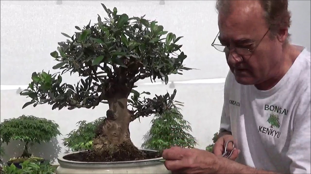 Olivos, diferencia entre poda y pinzado