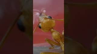 An Ant Drinking (Part 2)