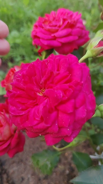 Роза "Мидсаммер" (Midsummer). Флорибунда. Яркая красотка 🌹 - YouTube