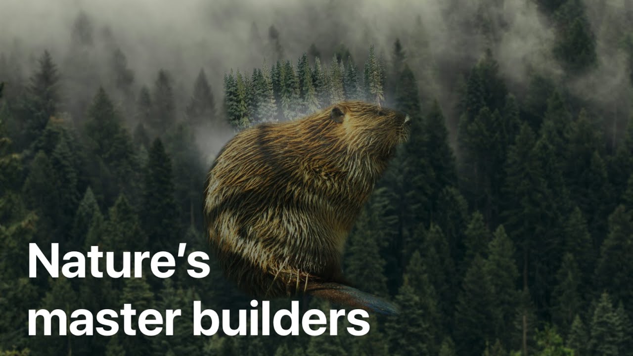 How beavers are key to a thriving future - YouTube