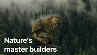 How beavers can rebuild our ecosystems