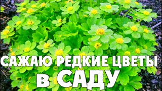 ✅ САЖАЮ РЕДКИЕ ЦВЕТЫ в САДУ! Редкие многолетники для дачи.