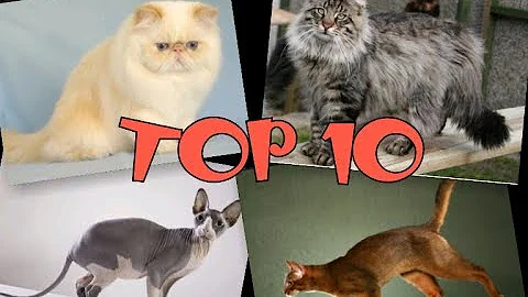 Může jít o plemeno kočičího mazlíčka?