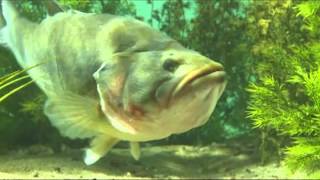 Smartbaits Color Changing Baits - Color Changes Everything!!