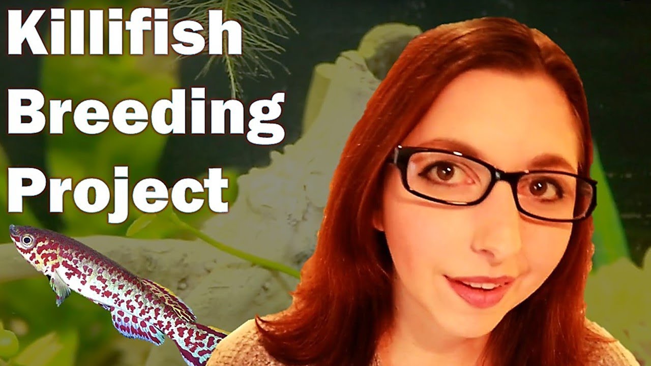 Gardneri Killifish Breeding Project