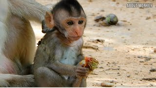 Just Watch About Cute Bay Monkey Cinn With Her Best Mom Mom Monkey Cruella in Her Troop