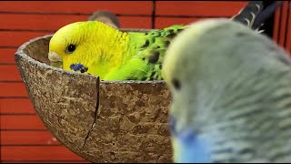 Budgie Sounds