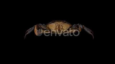 Crab Idle Front | Motion Graphics - Envato elements