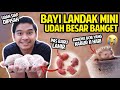 KONDISI BOB YANG HILANG 11 HARI! BAYI LANDAK ANAKNYA BOB SUDAH BESAR BANGET!