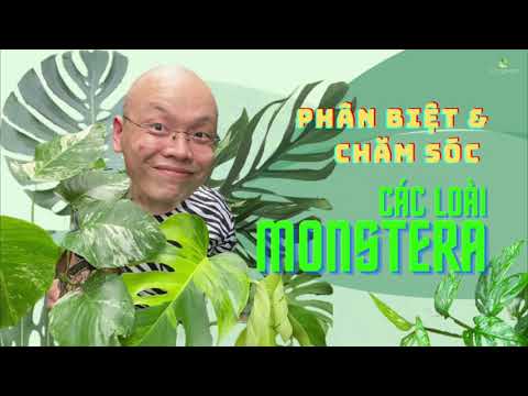 Video: Philodendron: Tất Cả Các Sắc Thái Của Việc Chăm Sóc Hoa Tại Nhà + ảnh Và Video