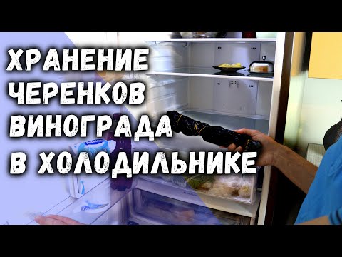 Хранение черенков винограда в холодильнике.