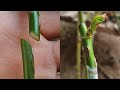 Grafting plants  rose grafting  whip grafting  how to graft rose plant