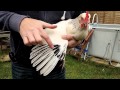 Wing clipping a hen