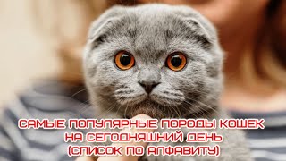 Самые Популярные Породы Кошек На Сегодняшний День (Список По Алфавиту)