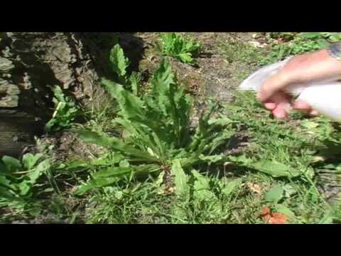 Video: Ukrudt i grøntsagshave: Sådan luges i haven