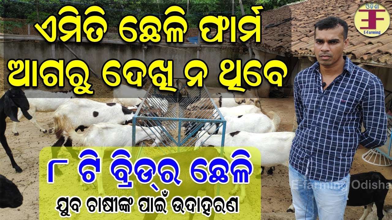 ଯୁବ ଚାଷୀଙ୍କ ଛେଳି ଫାର୍ମ (Goat farming in odisha). Successful youth farmer in goat farming.