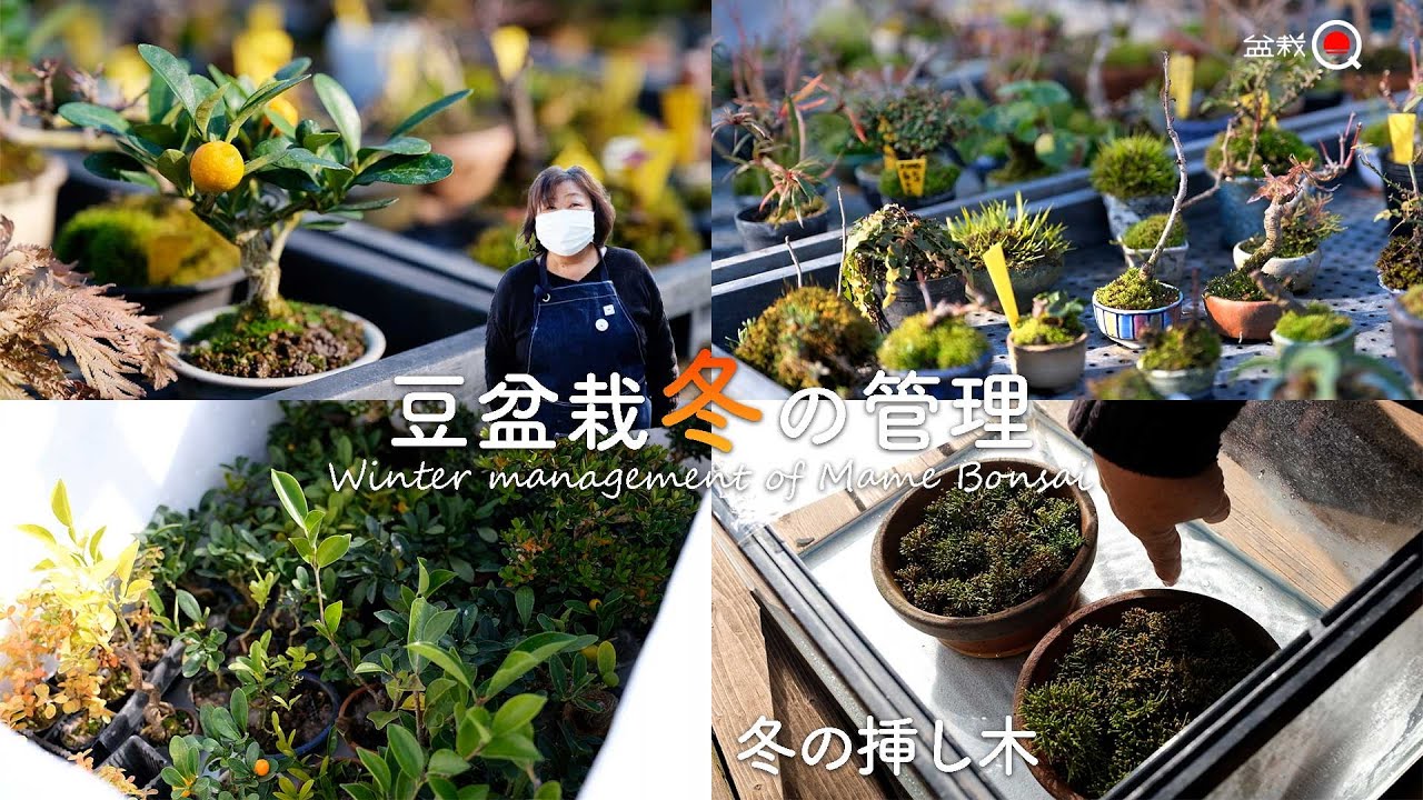 豆盆栽の冬管理＆冬の挿し木方法【盆栽Q】