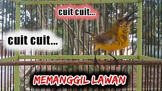 Cuit cuit SOGON MEMANGGIL LAWAN BIKIN SOGON LAIN JADI GACOR   #sogongacor #cuitansogon #sogonmanggil