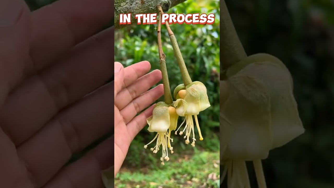 Durian In The Process 