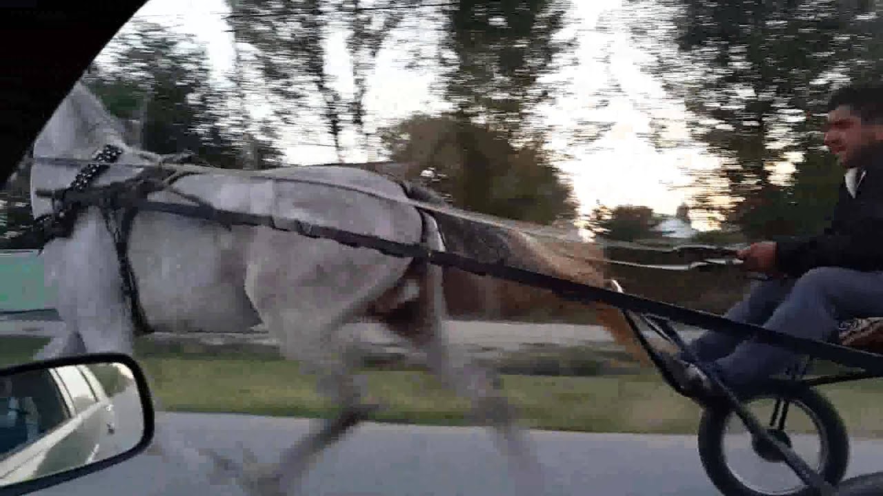 Орловский рысак