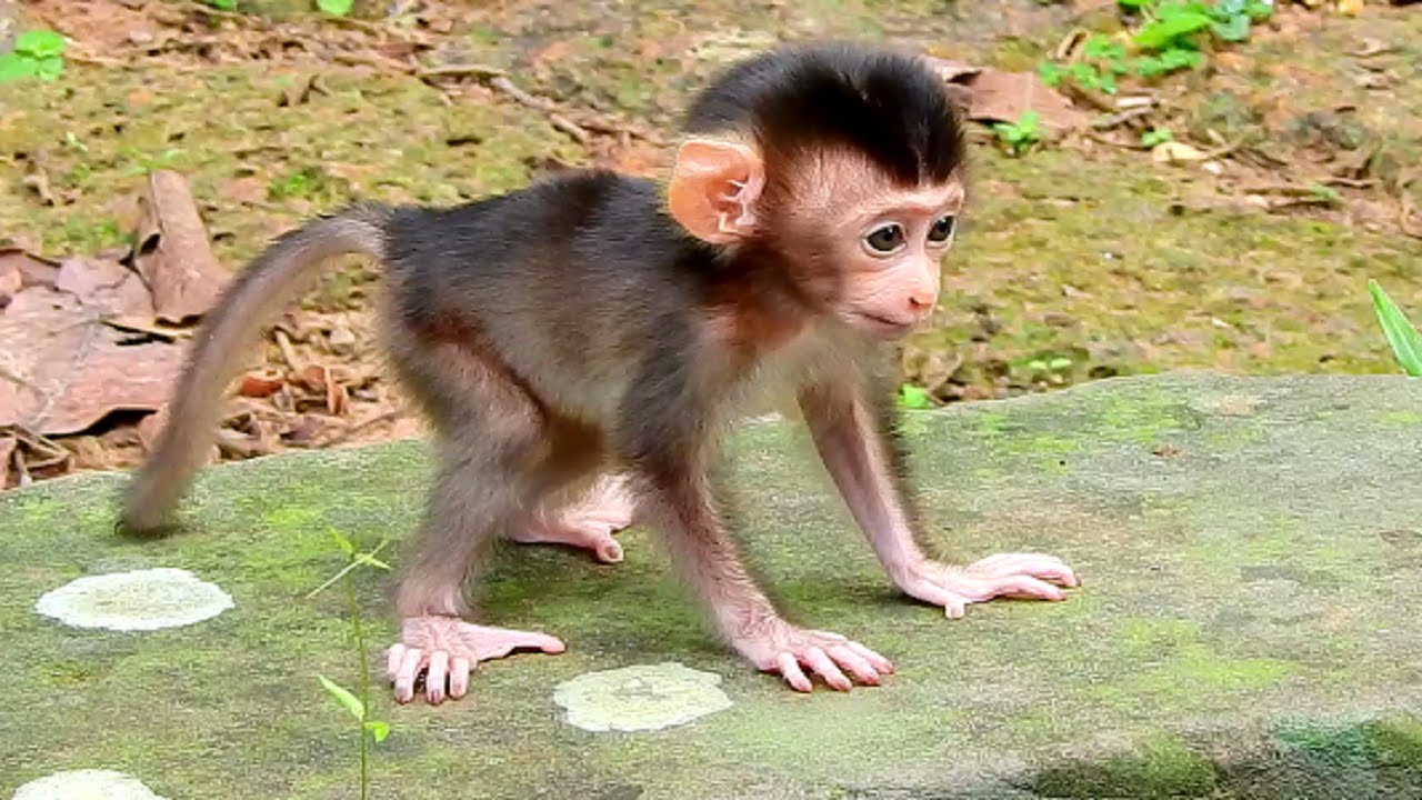Finally Baby Rex Standing Very Handsome and Cute  Baby Monkey So Lovely Baby!