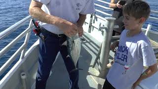 Starlight Fleet Florida Video