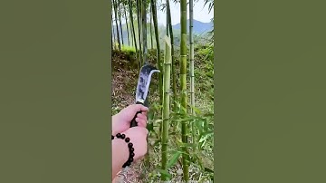 Bamboo chopping test; Good tools and machinery can improve work efficiency