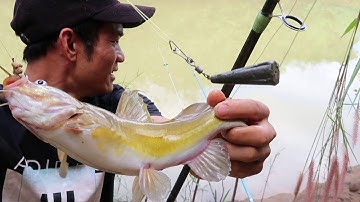 cá lăng vàng sông eahleo nước cạn, vẫn câu được như thường