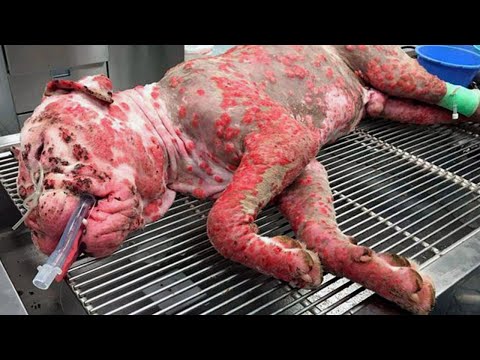 Владельцы отказались от умирающей собаки в ветеринарной клиники! Посмотрите, что произошло!