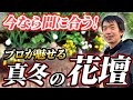 【冬のガーデニング】季節を彩る″厳選植物″!誰でも簡単!冬の花壇作りのコツ教えます!【初心者向け】【園芸店】【園芸チャンネル】