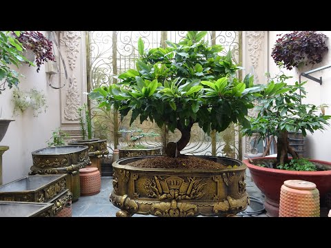 Video CHẬU KIỂNG GIẢ CỔ 0938848075 BÁO GIÁ 26-12-2020 BÌNH... - youtube
