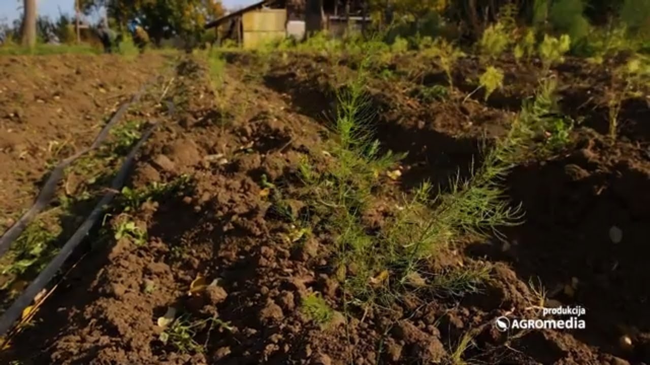 Špargla - zahvalna za gajenje, a nutritivno BLAGO!