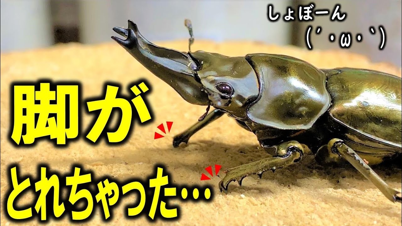 Rosen's leg fell off Breeding Allotopus rosenbergi beetles