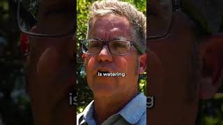 How to Water Trees in Summer!
