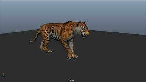 tiger 🐯 walk to run cycle animation