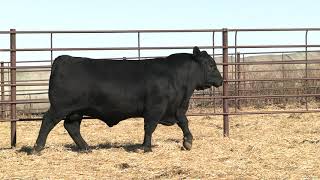 Lot 7, Bj Jet Black 9108