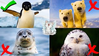Изучаем звуки полярных животных для детей. Викторина о животных