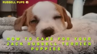 Caring for Jack Russell Terrier Puppies (Tips & Advice)