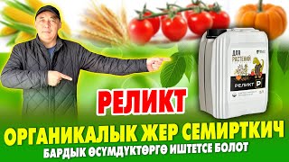 Дыйкандарга чоӊ ЖАӉЫЛЫК! Сыноодон ѳткѳн ОРГАНИКАЛЫК жер СЕМИРКИЧ келди ~ РЕЛИКТ түшүм МОЛ болот