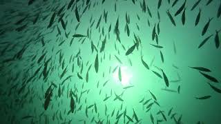Dive Site Vlog - Mioskon, Raja Ampat / Indonesia Update