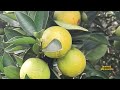 “Colheita farta à vista! Pomar de Laranja surpreende na carga  #colheita #laranjas  #andremesquita