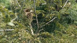 MENEMUKAN SARANG BURUNG CENDET - menemukan sarang anakan cendet yang isinya coba kalian tebak ??