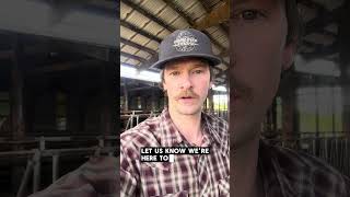 Western Washington cattle feeding #ranchlife #farmtotable