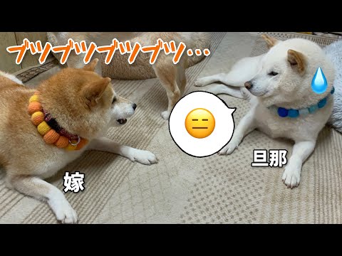 全く動かない旦那白柴に嫁柴犬が文句タラタラ言ってて可愛い（笑）