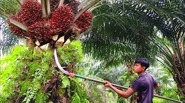 Seribu Pemanen Sawit Belum Tentu Bisa Panen Sawit Tehnik Seperti Ini