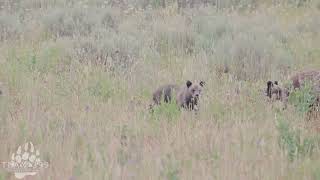 610 and Cubs Early on a Quiet Morning