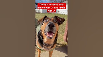 Can you prove it? @sashabeana13 #puppy#funnyshorts #shortsfeed#dog#dogshorts#fyp#game#shorts#riddles