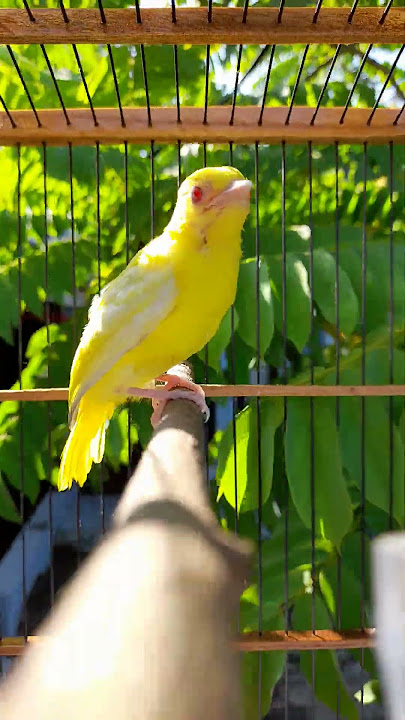 Cipow albino