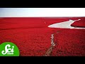 Understanding China's Red Beach and the Suaeda Salsa Plant
